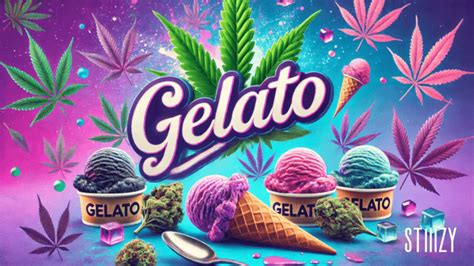 Scoop Up the Gelato Strain: Flavor and Effects Explained